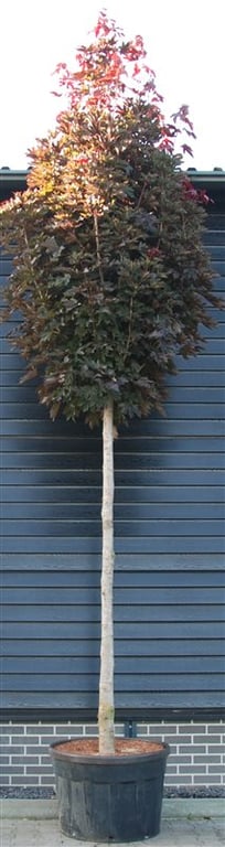 Acer Crimson Sentry 500cm 120cm Pot