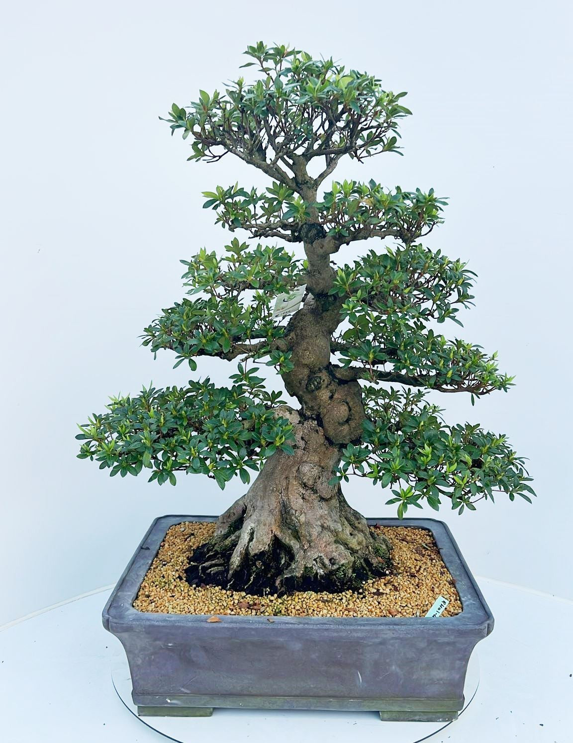 Bonsai Metasequoia Forest 85cm 45cm Pot