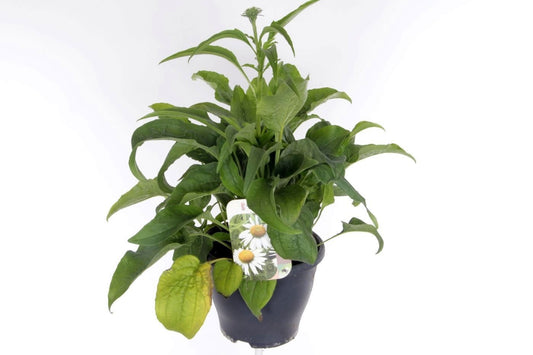 Echinacea purpurea 60cm 23cm Pot