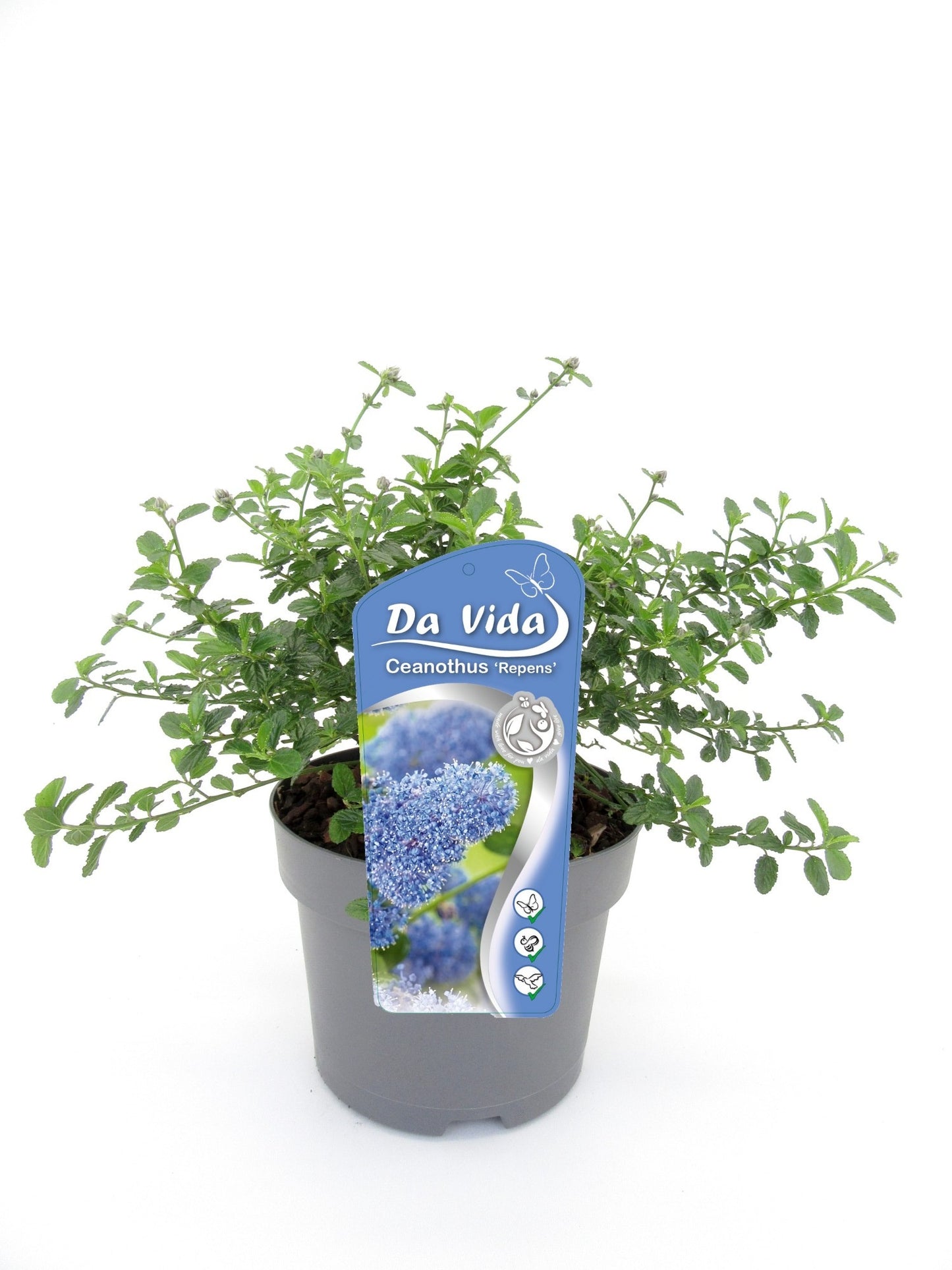 Ceanothus thyrsiflorus repens 30cm 19cm Pot