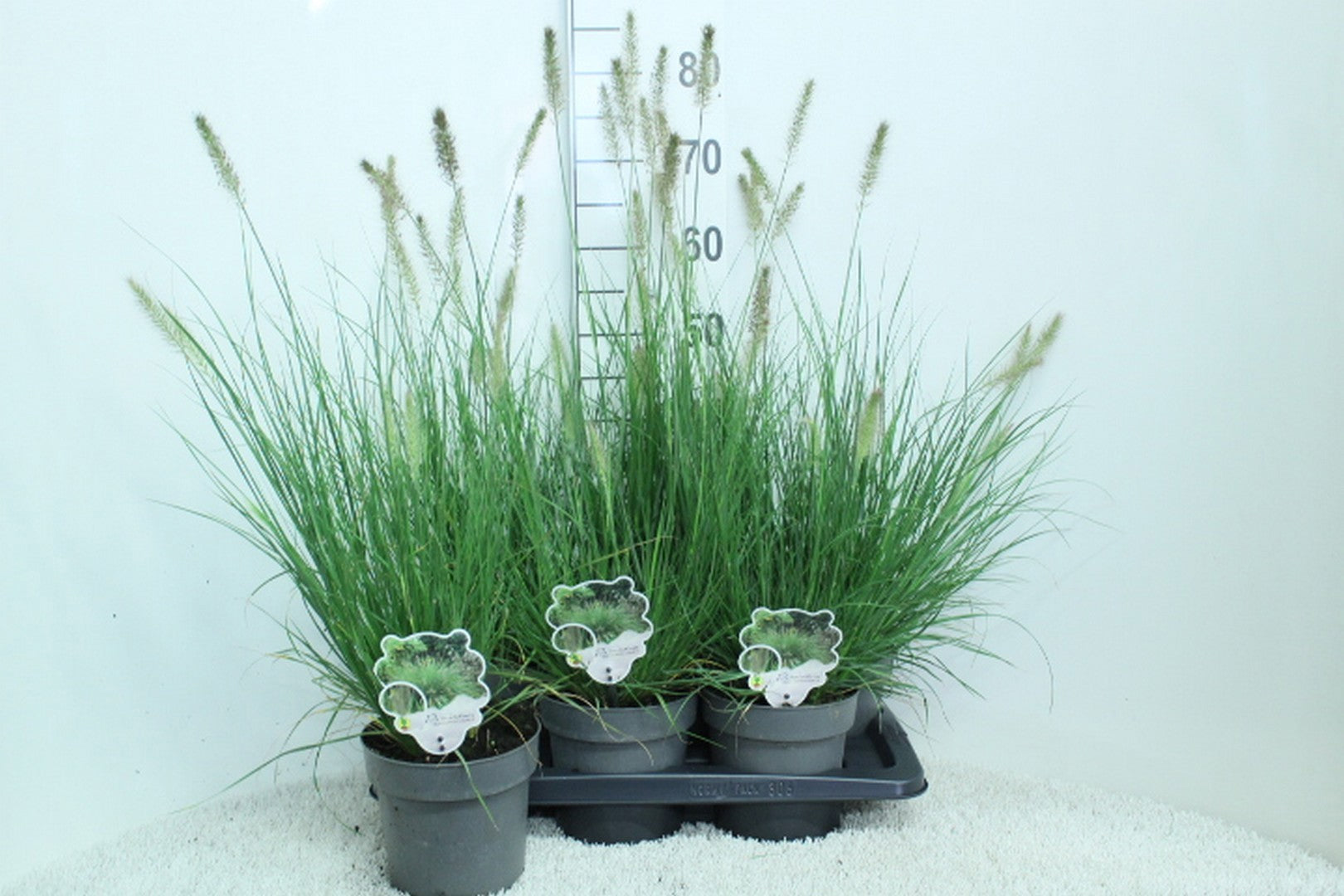Pennisetum Hameln 80cm 17cm Pot