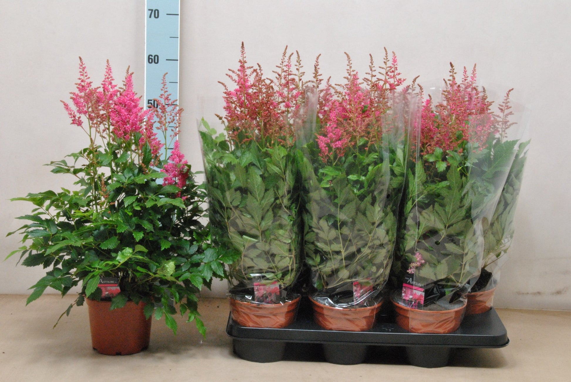 Astilbe ar. Lara 50cm 15cm Pot