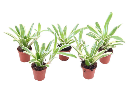 Nidularium Striped Fireball 15cm 505cm Pot