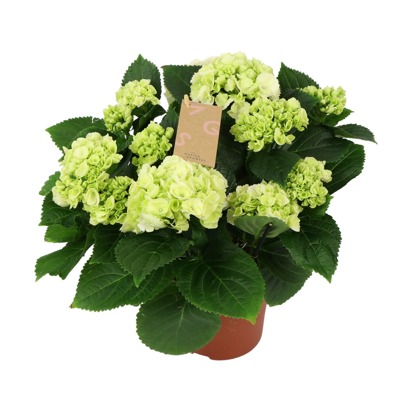 Hydrangea macrophylla white 40cm 14cm Pot