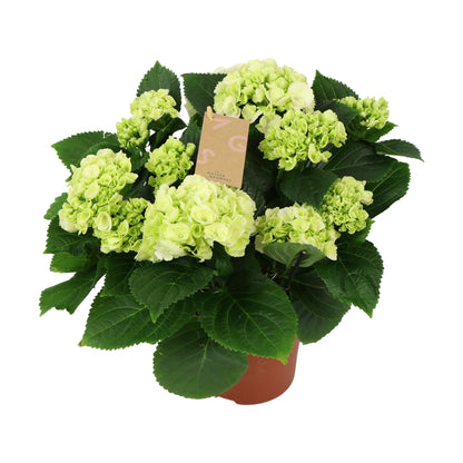 Hydrangea macrophylla white 40cm 14cm Pot