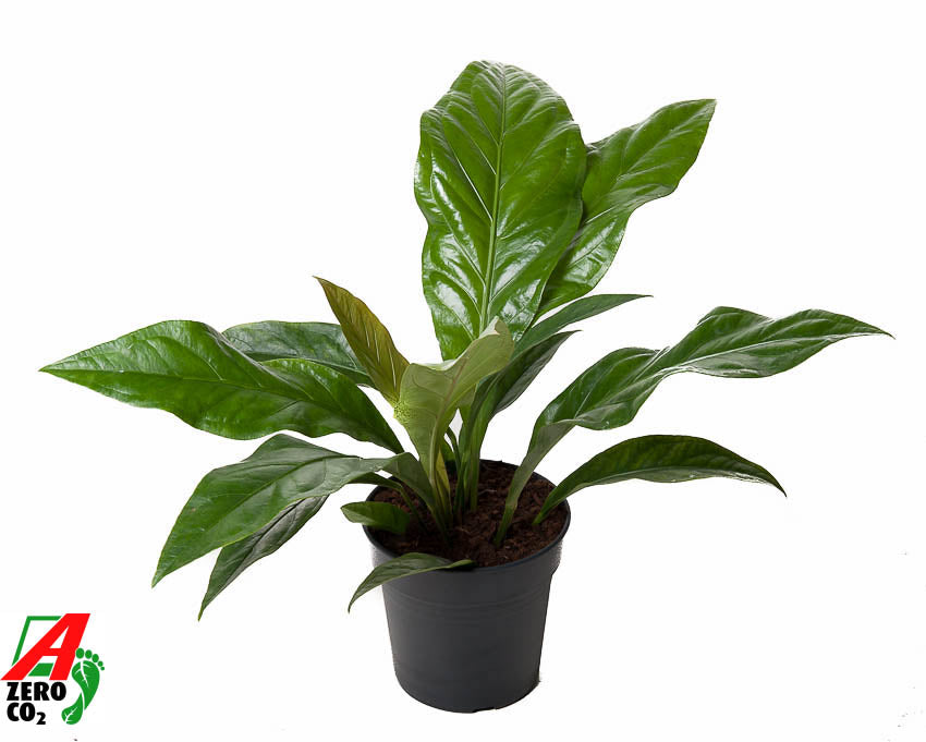 Anthurium Jungle Bush 60cm 21cm Pot