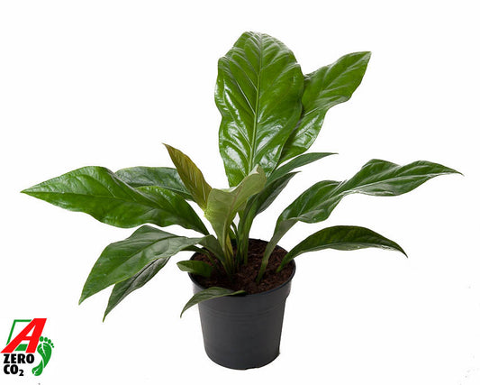 Anthurium Jungle Bush 60cm 21cm Pot