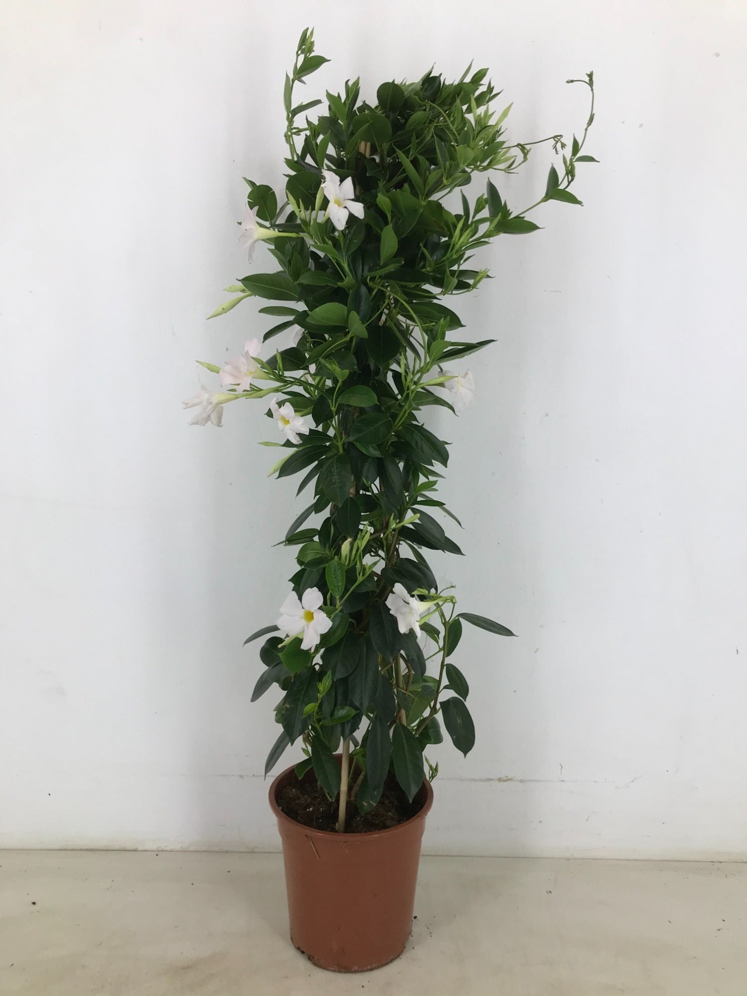 Mandevilla Rio White 100cm 22cm Pot