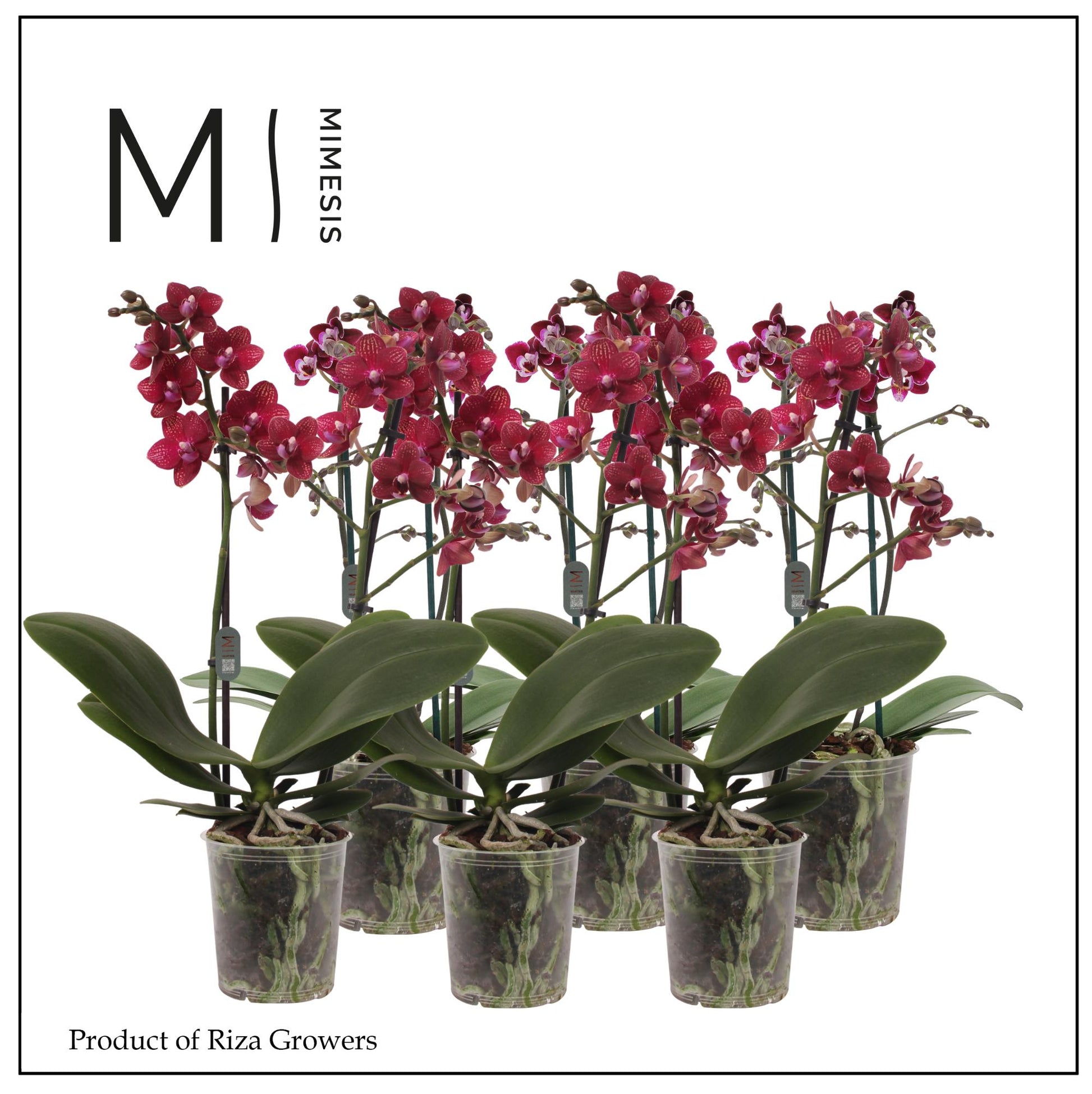 Phalaenopsis red 50cm 12cm Pot