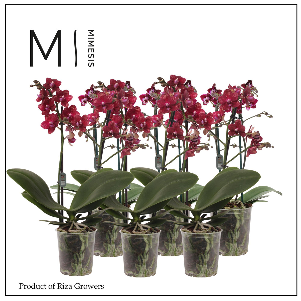 Phalaenopsis red 40cm 12cm Pot