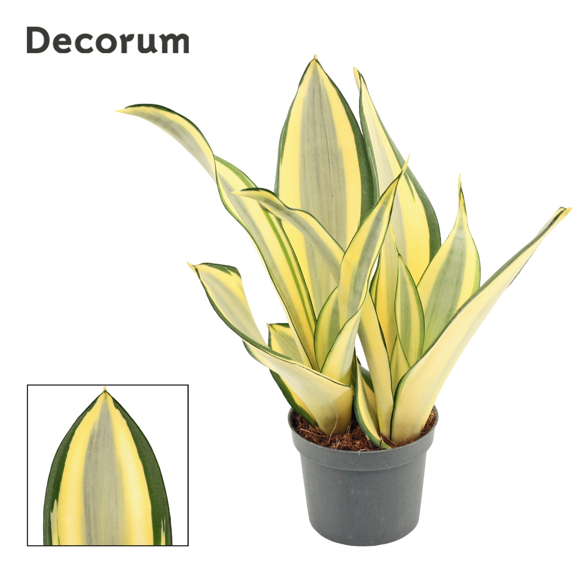 Sansevieria trifasciata 27cm 9cm Pot