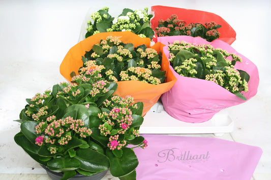 Kalanchoe mix 27cm 23cm Pot