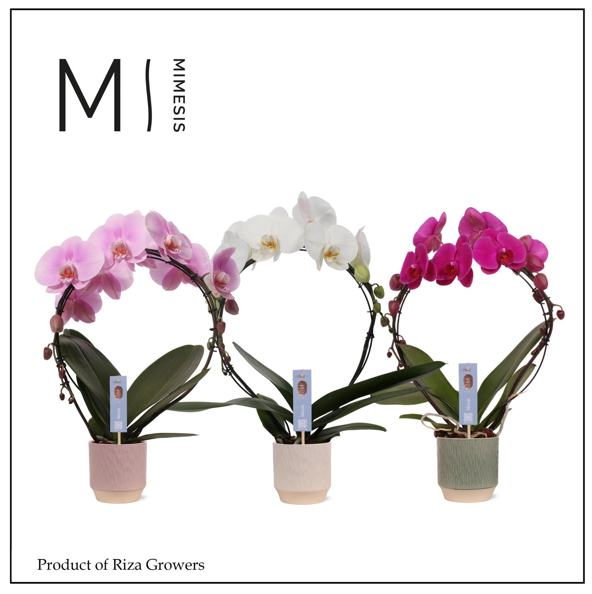 Riza Ter Laak Orchios Phalaenopsis mix hoop Pack of 4