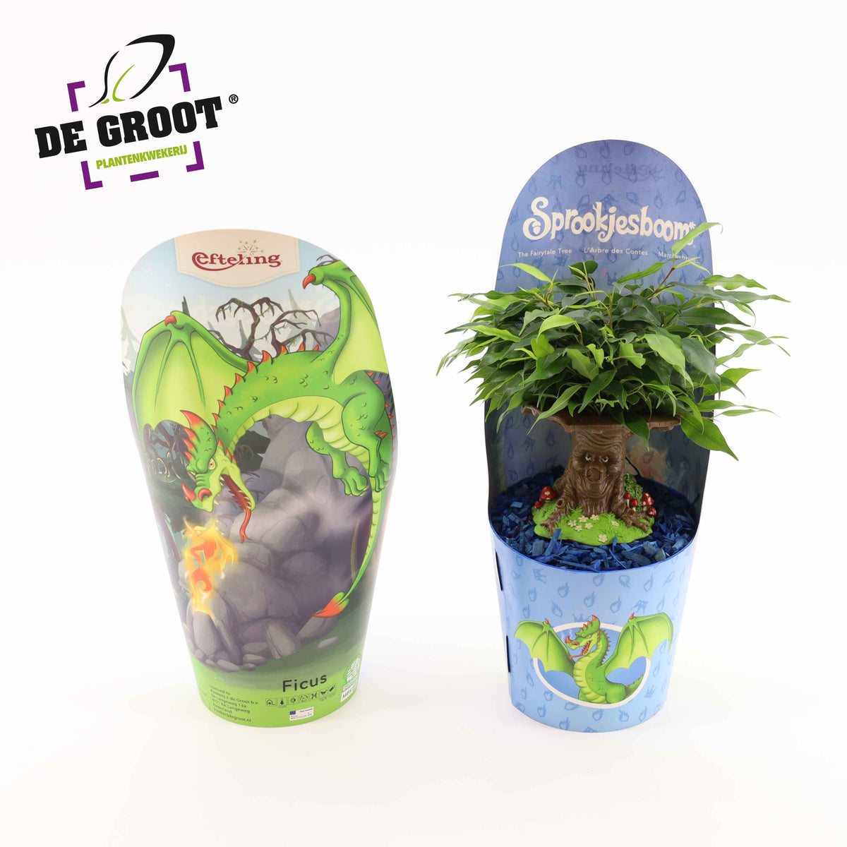 Ficus benj. Green Kinky 35cm 14cm Pot