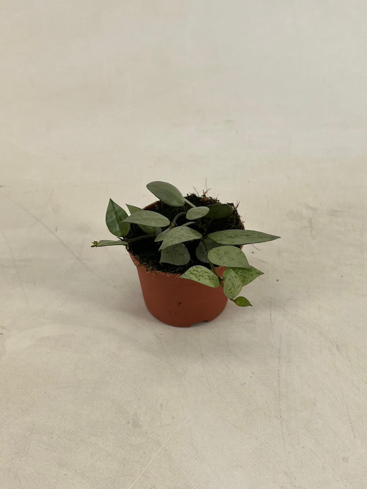 Hoya lacunosa 9cm Pot