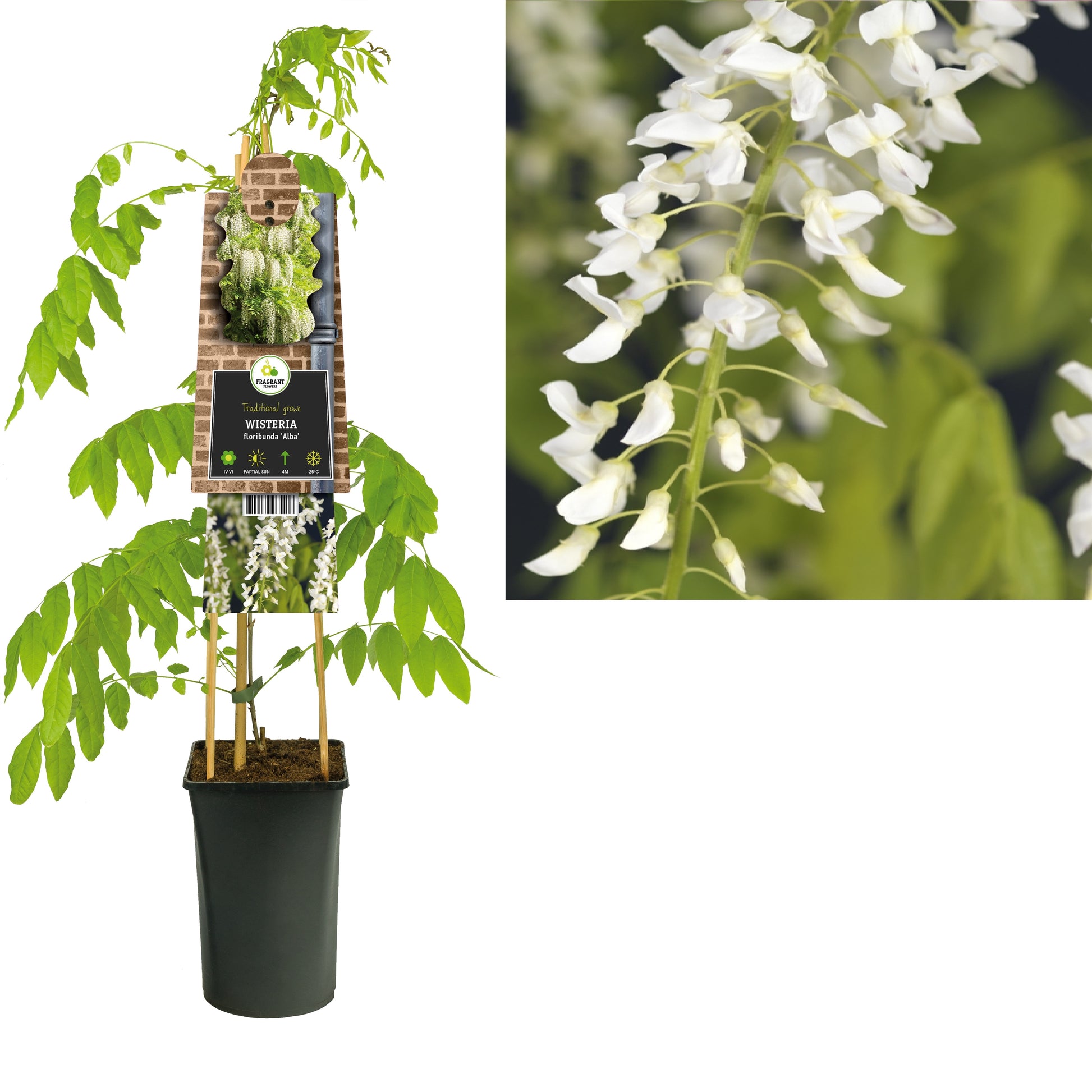 Wisteria floribunda Alba 75cm 17cm Pot