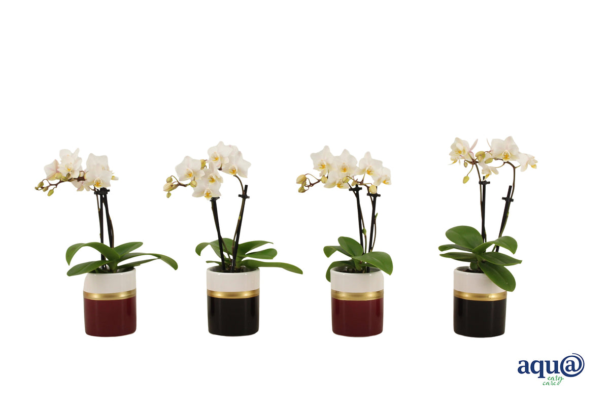 Phalaenopsis hybrid 17cm 6cm Pot