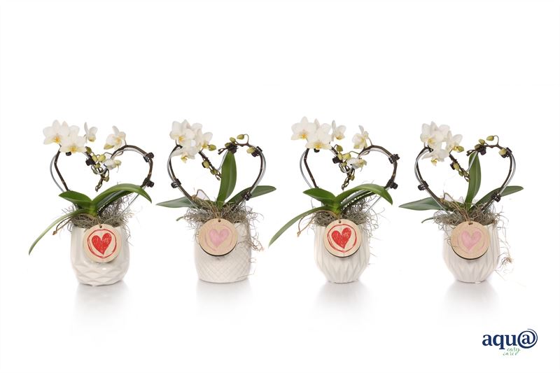 Phalaenopsis hybrid 17cm 6cm Pot