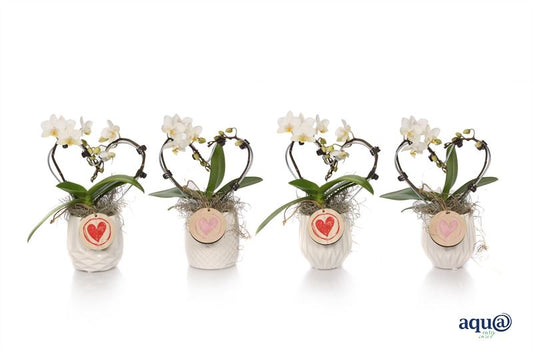 Phalaenopsis hybrid 17cm 6cm Pot