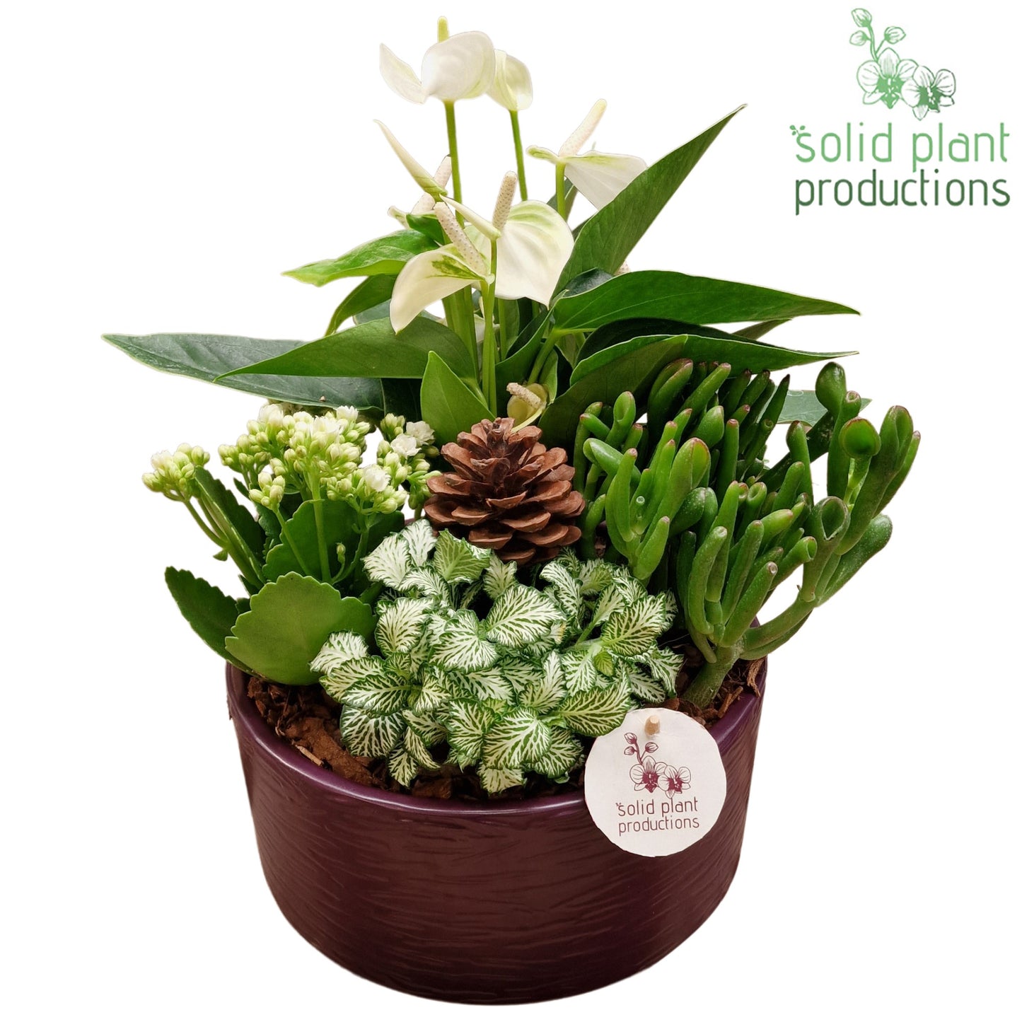 AT004 Stella Purple 42cm 22cm Pot
