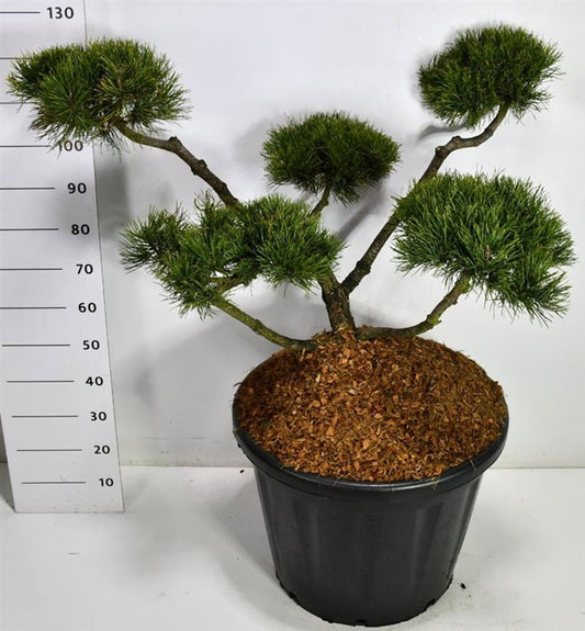 Pinus mugo Mughus 130cm 60cm Pot