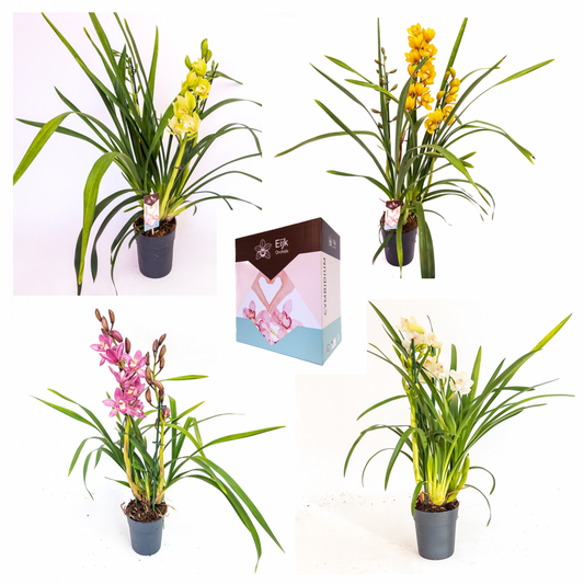 Cymbidium mix 75cm 14cm Pot