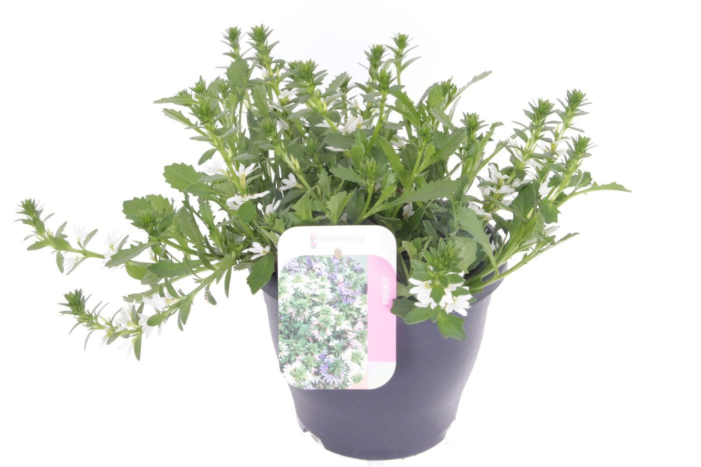 Scaevola White Touch 35cm 23cm Pot