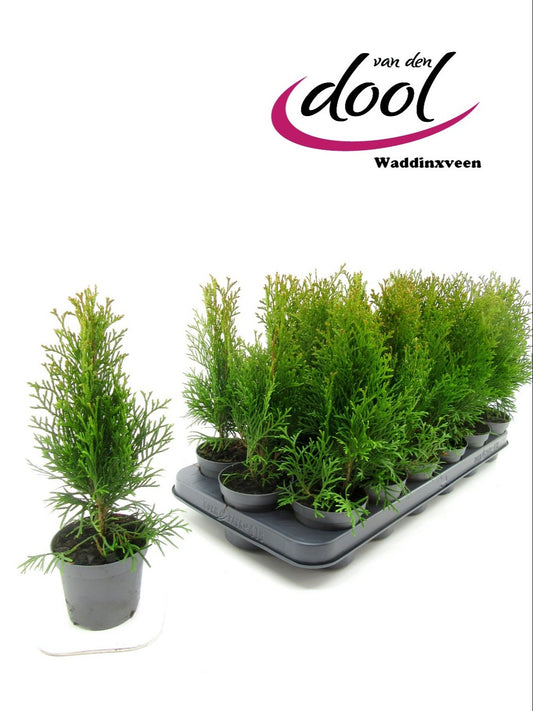 Thuja occidentalis Smaragd 30cm 9cm Pot