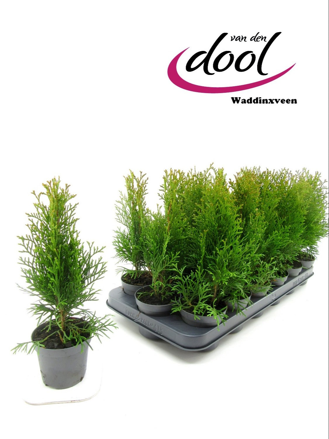 Thuja occidentalis Smaragd 30cm 9cm Pot