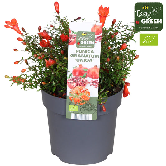 Punica granatum 30cm 14cm Pot