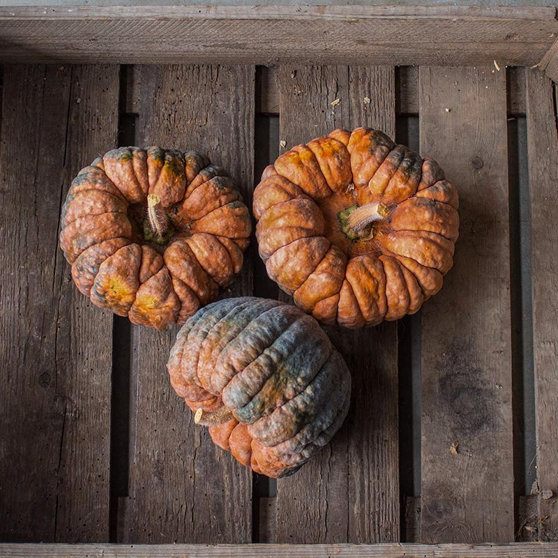 Krol Pompoenen Cucurbita Hidemi Pack of 8