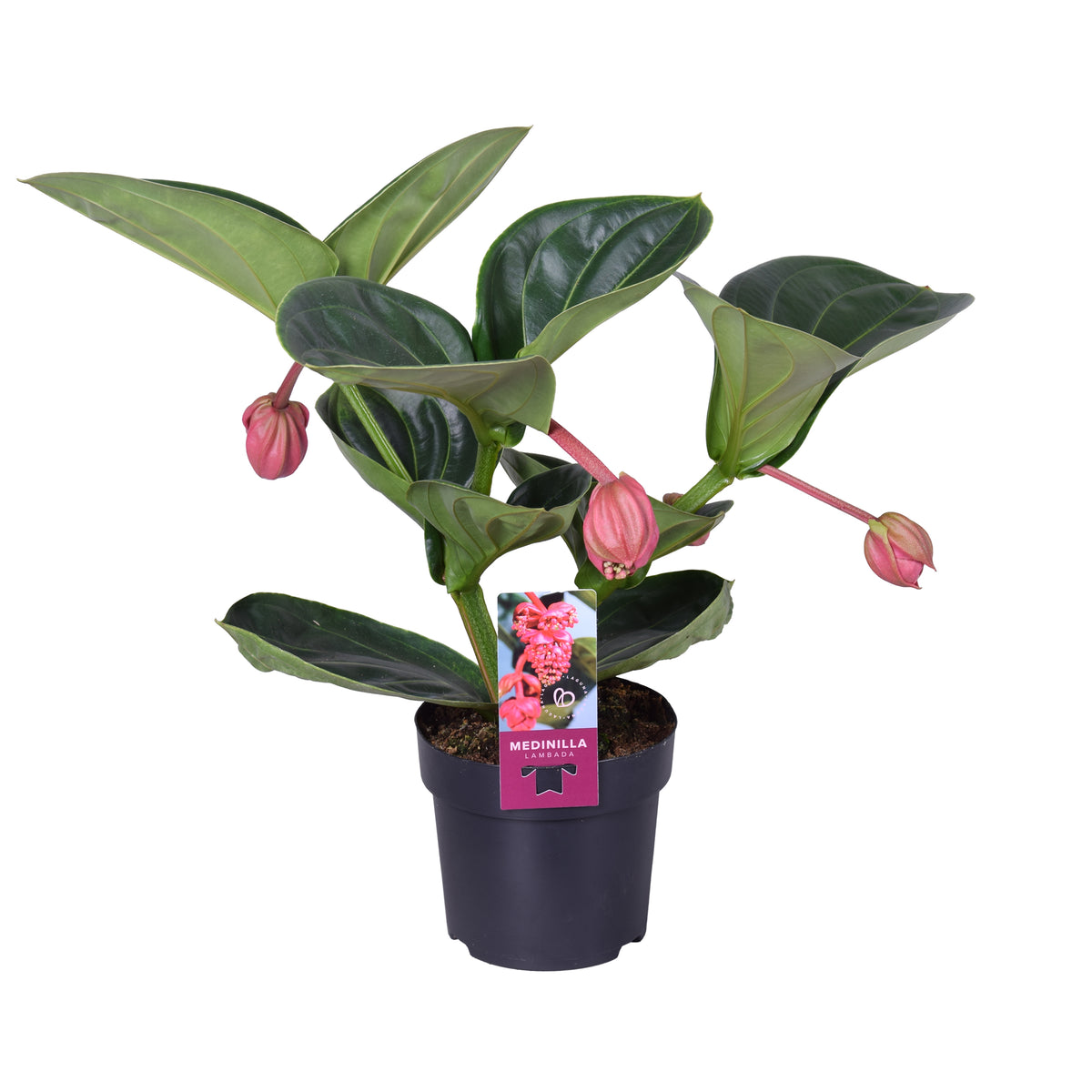 Medinilla Lambada 40cm 14cm Pot