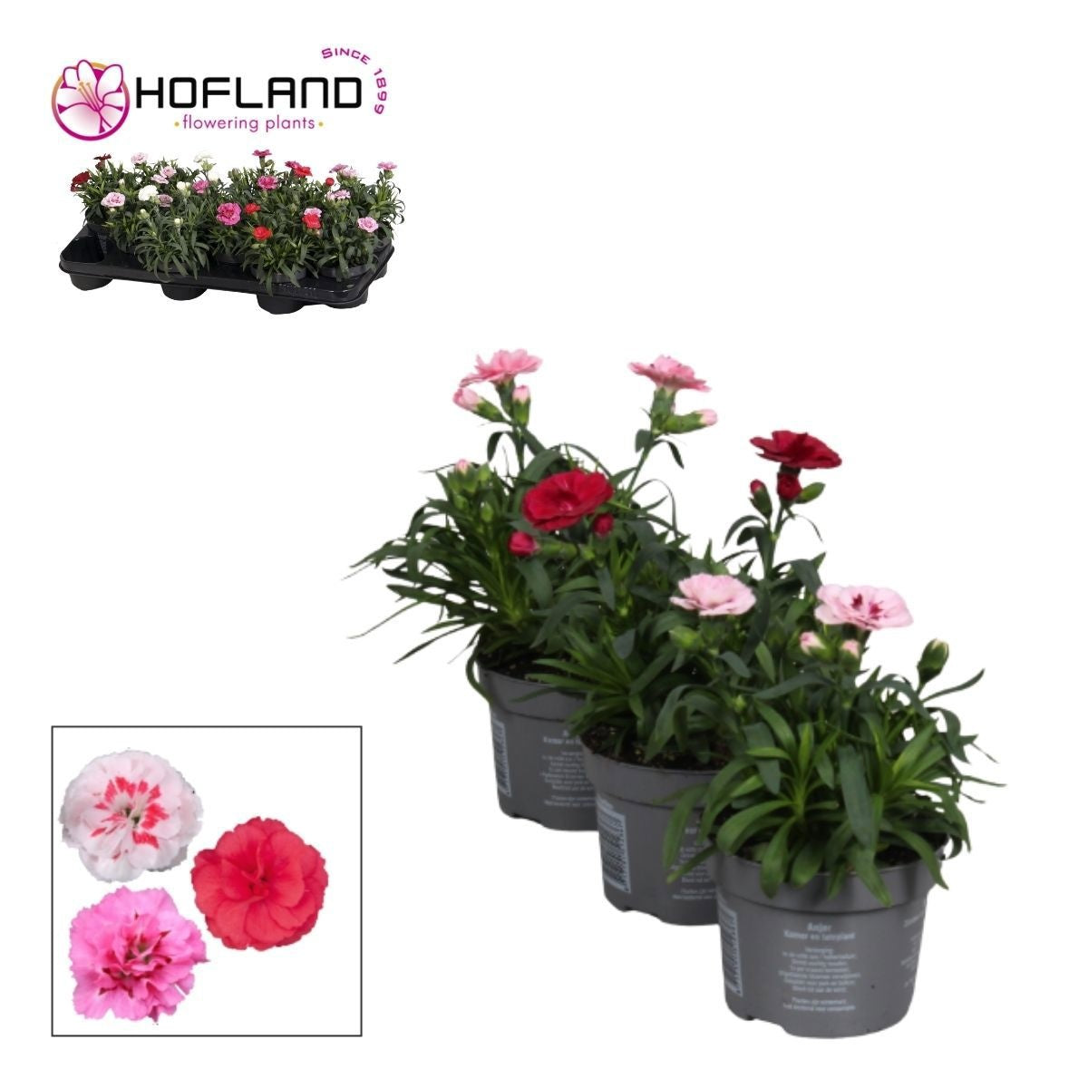 Dianthus Oscar mix 21cm 510cm Pot