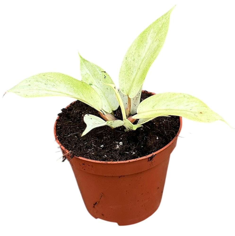 Philodendron scandens 10cm 8cm Pot