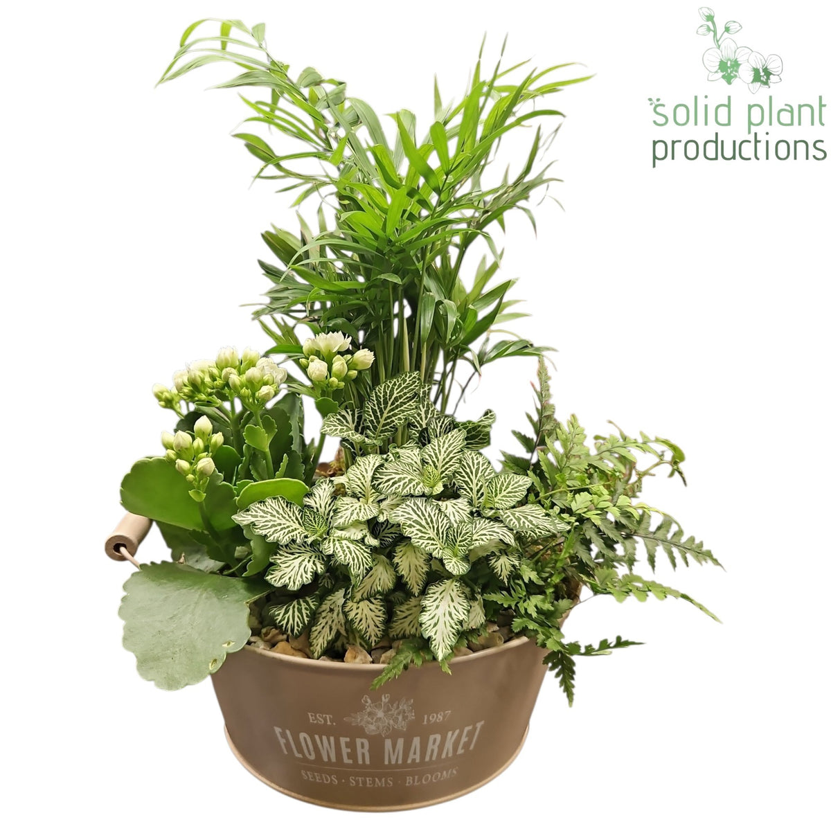 CH019 Flower Market Bowl Chameadorea 38cm 26cm Pot
