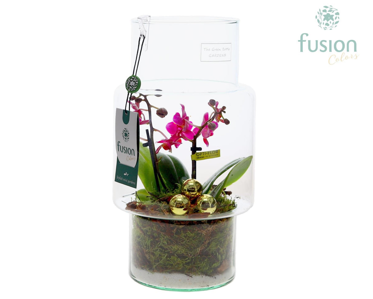 Green Bottle Sara Medium met Phalaenopsis 29cm 16cm Pot