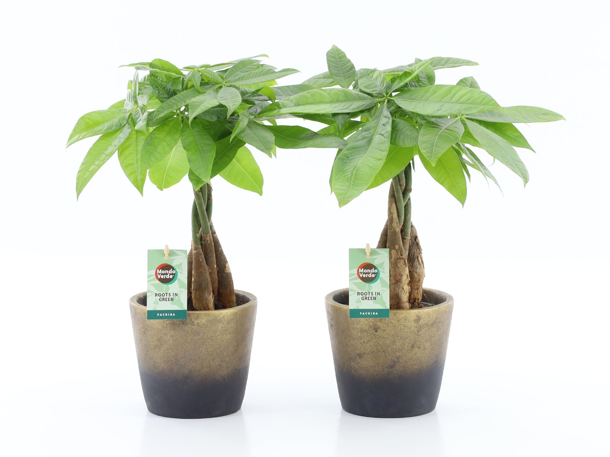Pachira aquatica 50cm 13cm Pot
