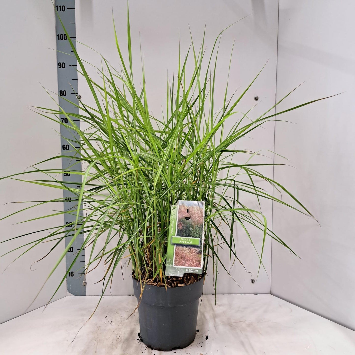 Miscanthus sinensis 85cm 23cm Pot