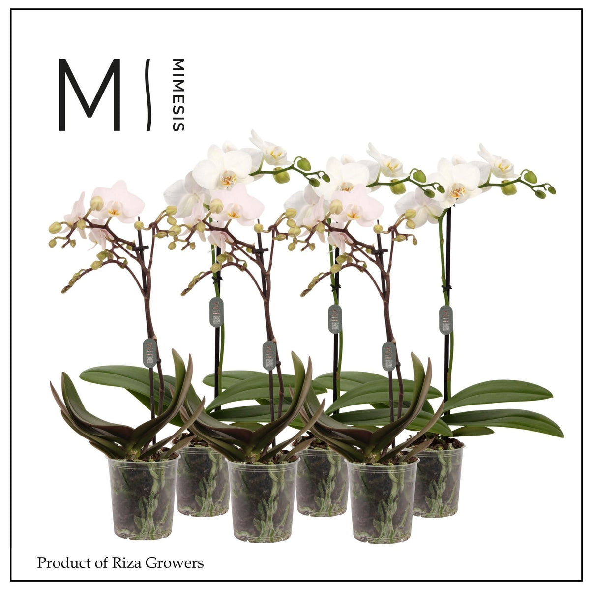Phalaenopsis multiflora white 40cm 9cm Pot