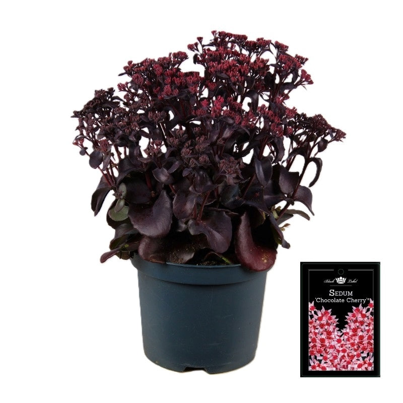 Sedum Seduction Cherry Chocolate 35cm 19cm Pot