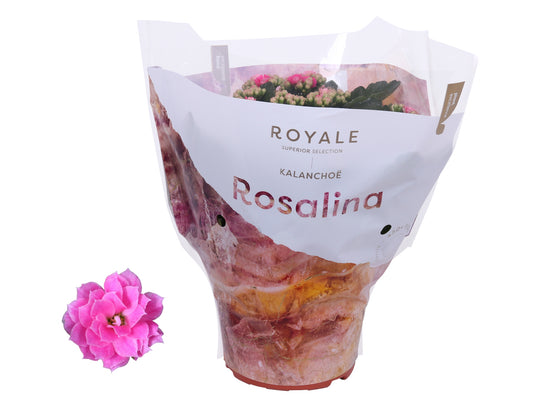Kalanchoe Rosalina Don Nando 27cm 15cm Pot