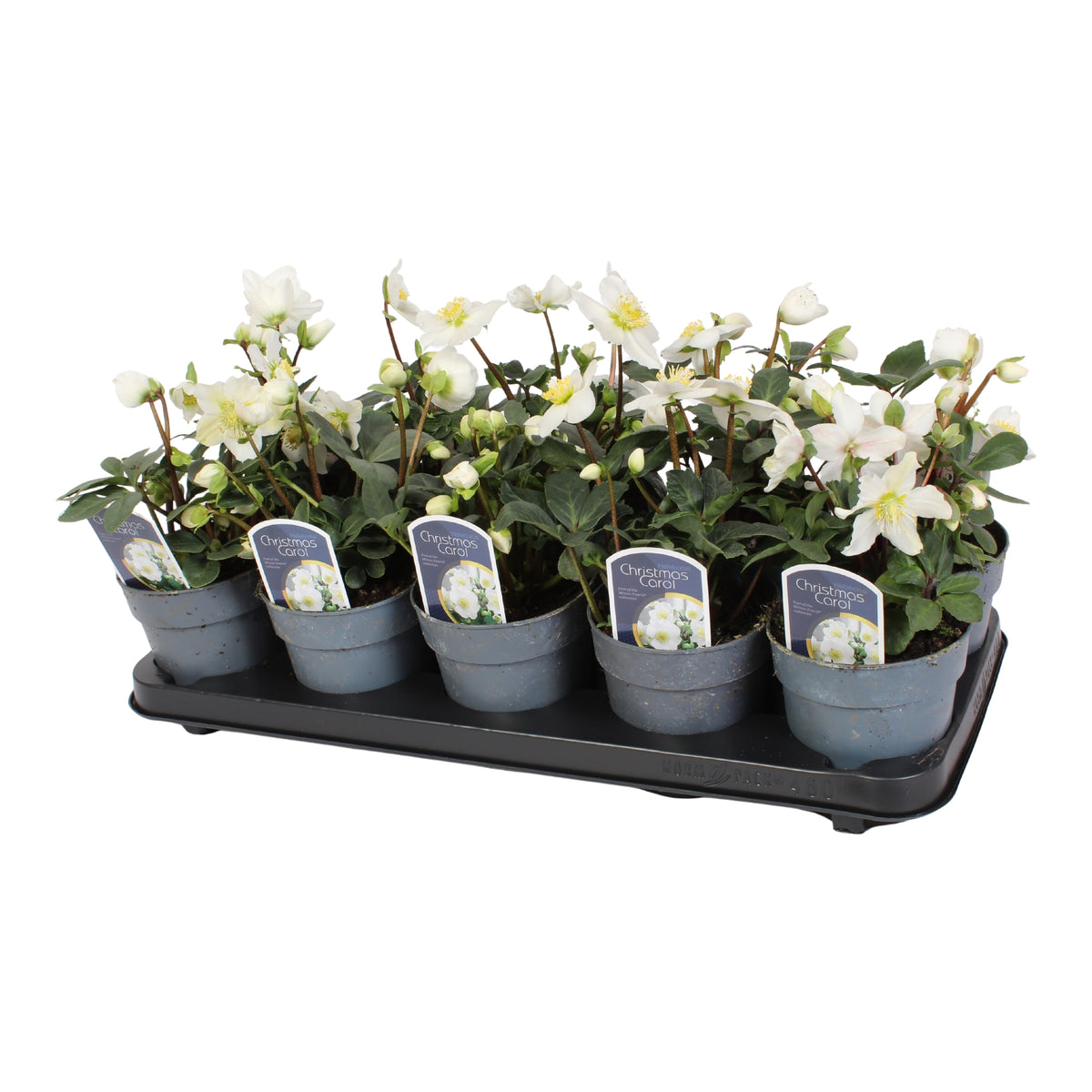 Helleborus niger Christmas Carol 20cm 12cm Pot