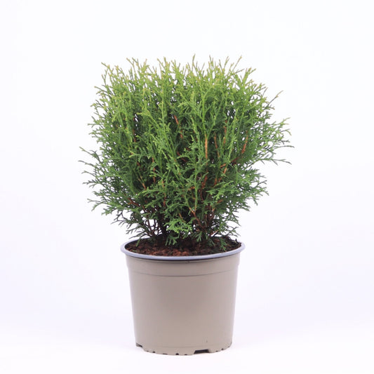 Thuja occidentalis Tiny Tim 40cm 17cm Pot