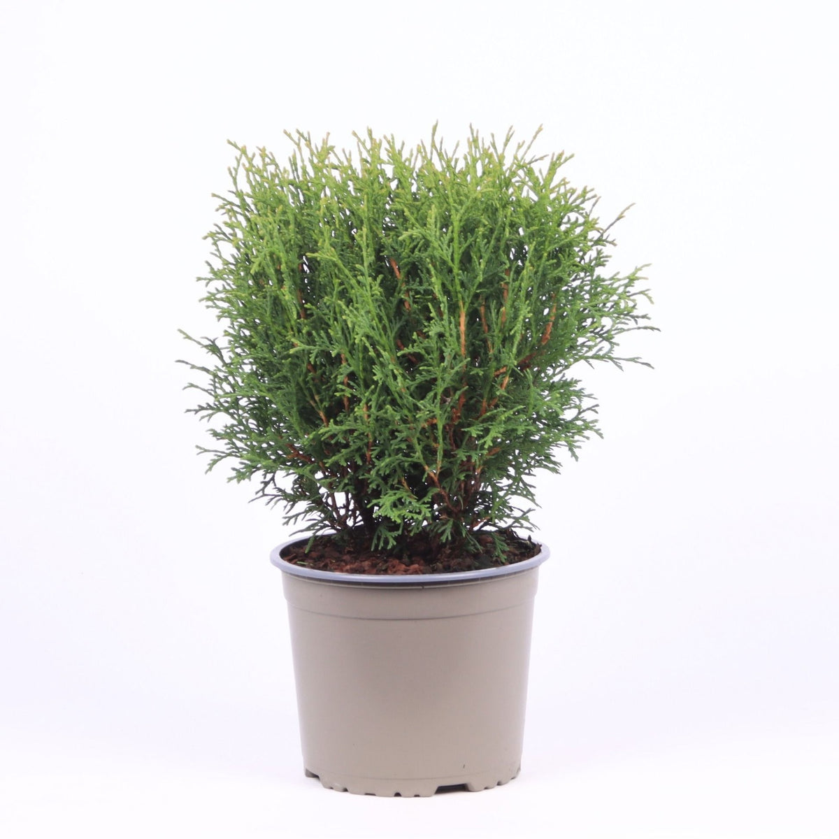 Thuja occidentalis Tiny Tim 40cm 17cm Pot