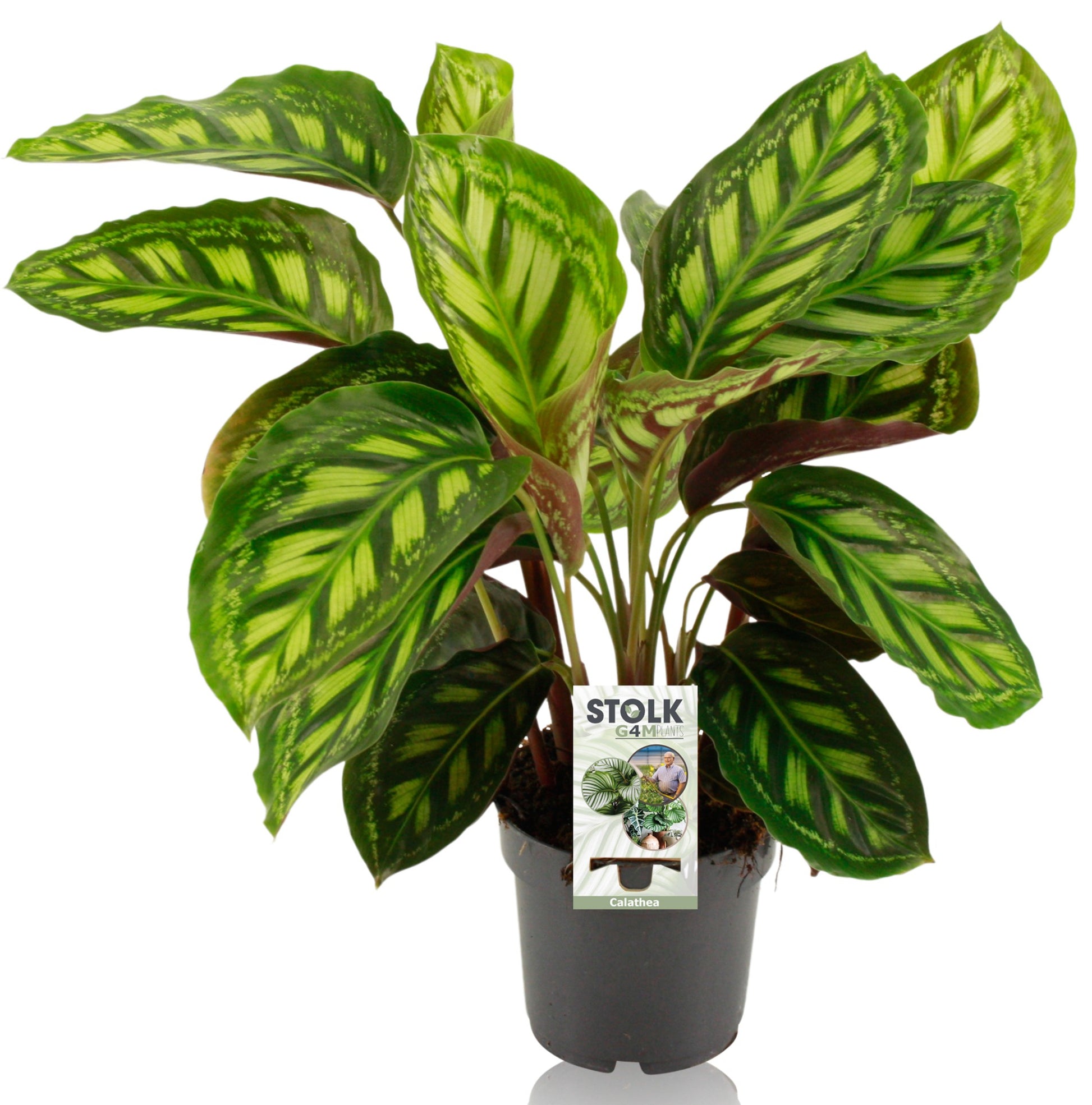 Calathea Flamestar 45cm 14cm Pot