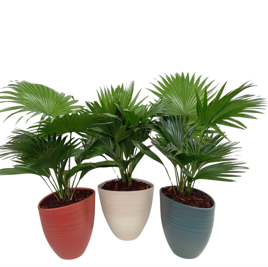 Livistona rotundifolia 55cm 22cm Pot