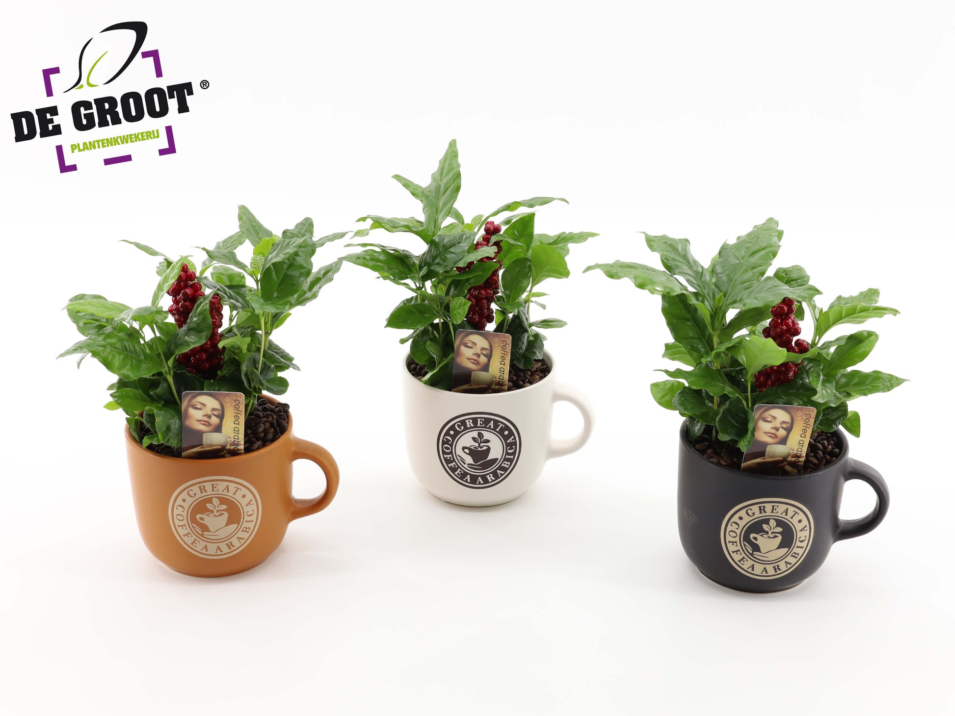 arr.  Plants 30cm 12cm Pot