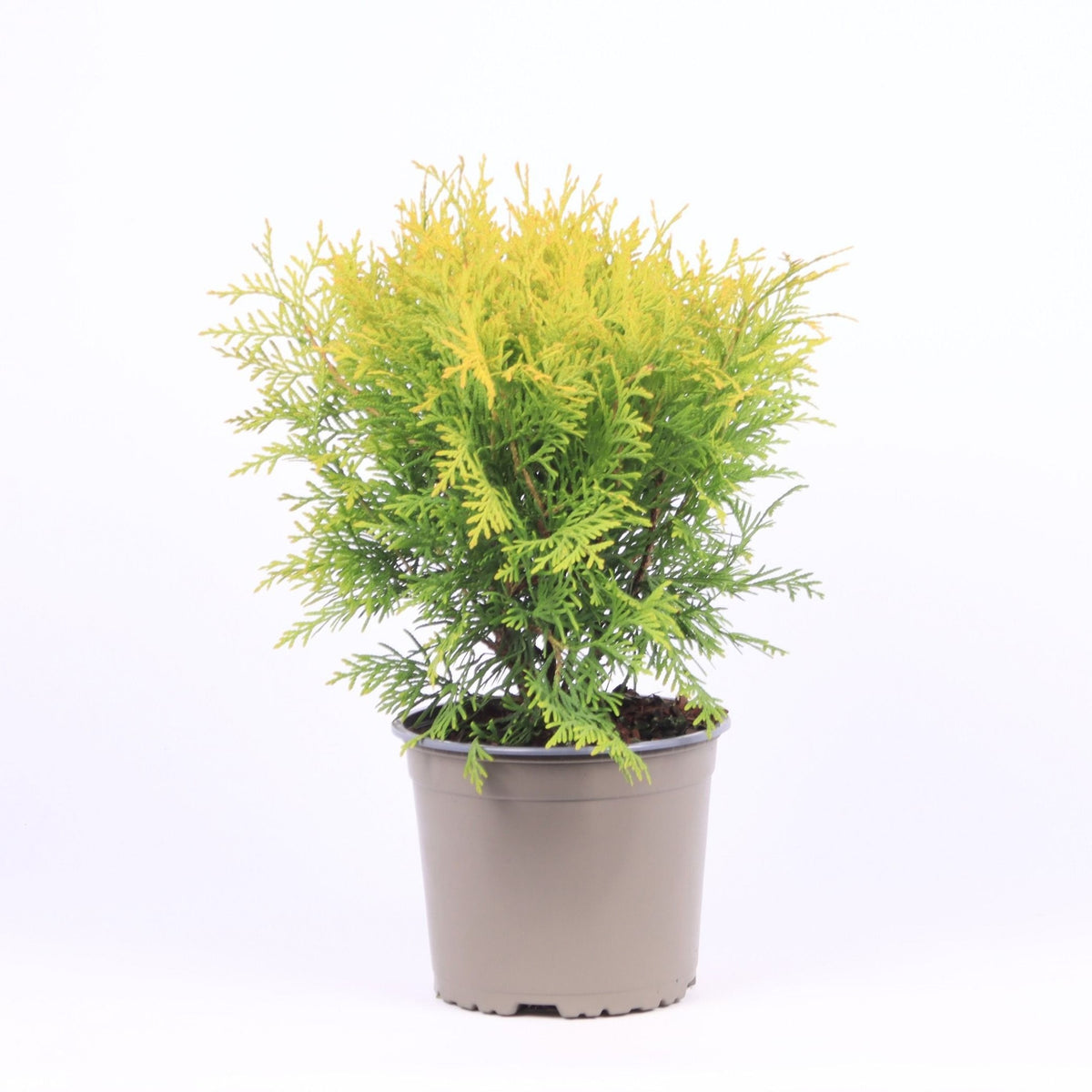 Thuja occidentalis Golden Globe 45cm 17cm Pot