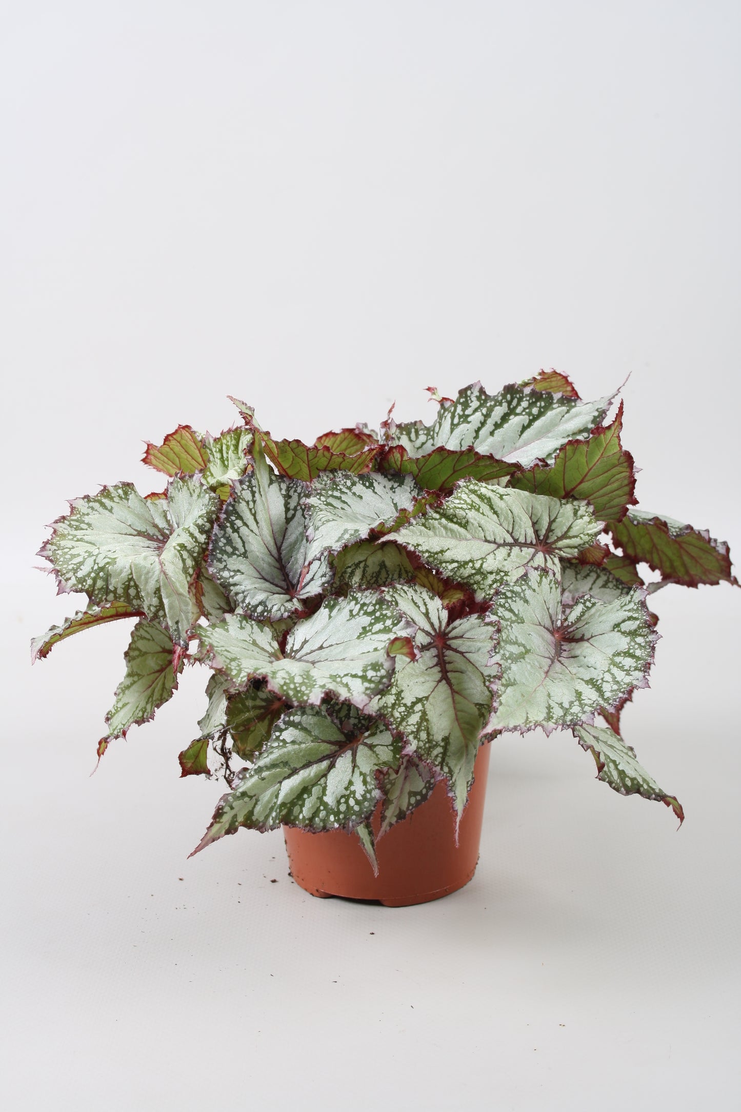 Begonia Asian Tundra 22cm 12cm Pot