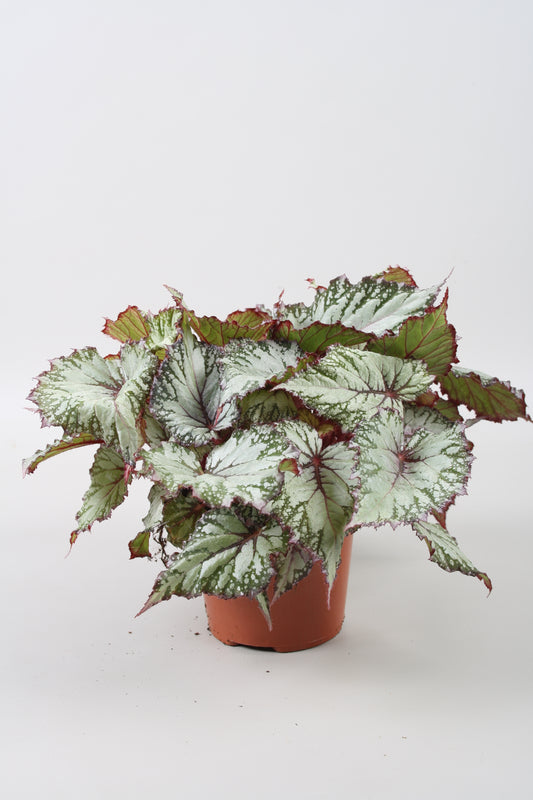 Begonia Asian Tundra 22cm 12cm Pot